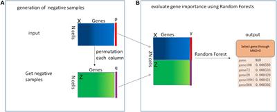 RFCell: A Gene Selection Approach for scRNA-seq Clustering Based on Permutation and Random Forest